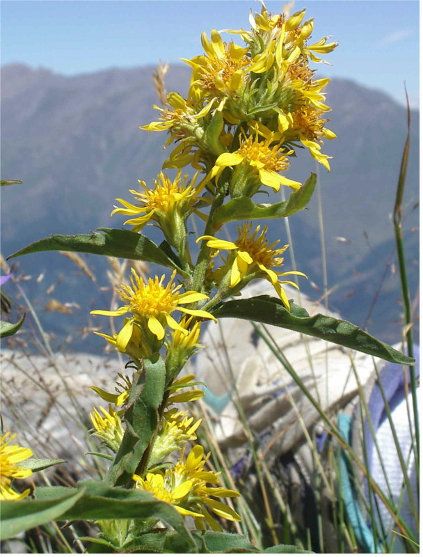 senecio? no Solidago virgaurea